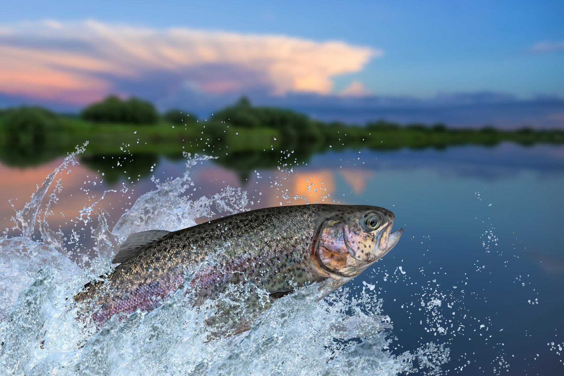 Fishing. Rainbow trout fish jumping with splashing in water